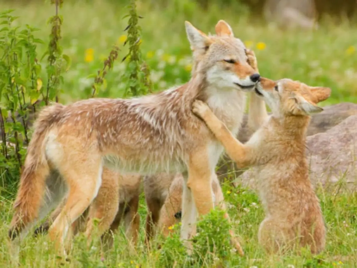 Billet pour le Parc animalier Sainte-Croix (57)