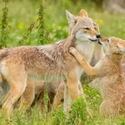 Billet pour le Parc animalier Sainte-Croix (57)