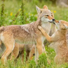 Billet pour le Parc animalier Sainte-Croix (57)