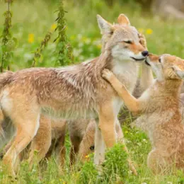 Billet pour le Parc animalier Sainte-Croix (57)