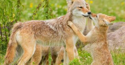 Billet pour le Parc animalier Sainte-Croix (57)