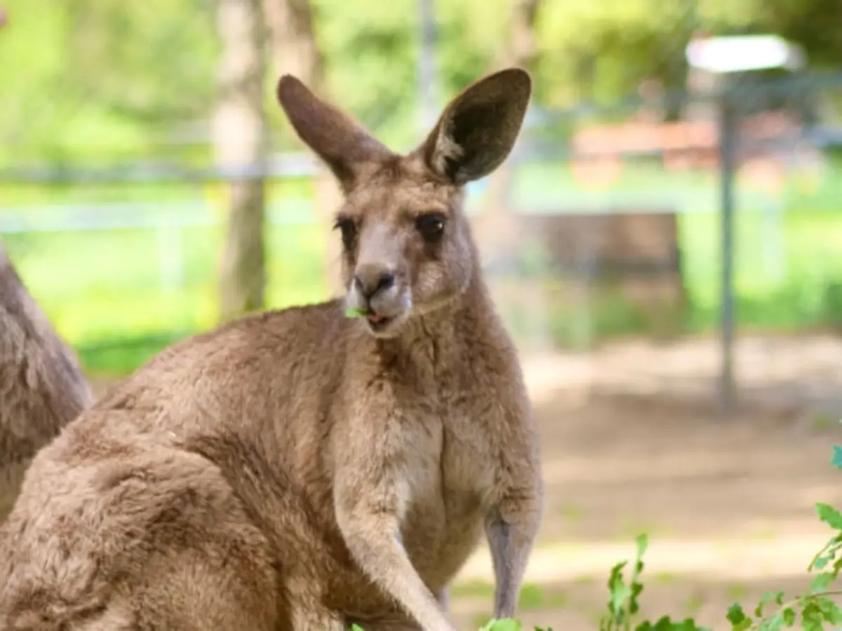 Billet pour le Parc Australien (11)