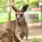 Billet pour le Parc Australien (11)