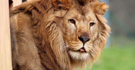 Billet pour le Parc de l'Auxois (21)