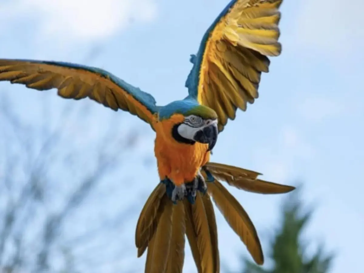 Billet pour le Parc des Oiseaux (01)