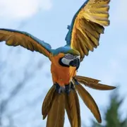 Billet pour le Parc des Oiseaux (01)