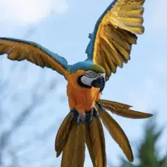 Billet pour le Parc des Oiseaux (01)