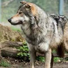 Billet pour le parc du Thot (24)