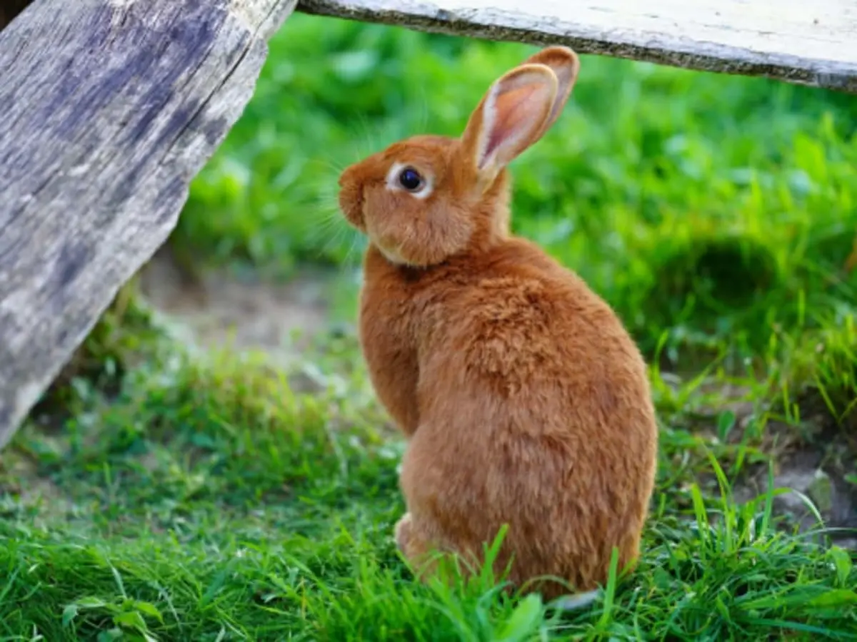 Billet pour le Parc Saint Léger Parc Animalier (60)