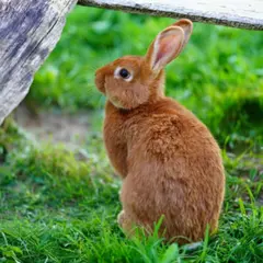 Billet pour le Parc Saint Léger Parc Animalier (60)