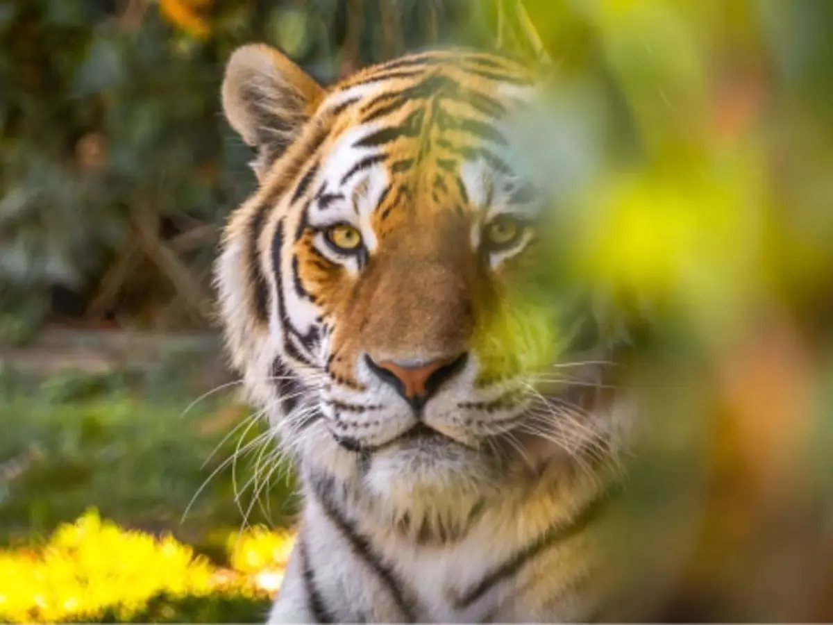 Billet pour le parc zoologique de la Bourbansais à Pleugueneuc