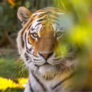 Billet pour le parc zoologique de la Bourbansais à Pleugueneuc