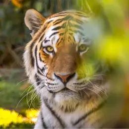 Billet pour le parc zoologique de la Bourbansais à Pleugueneuc