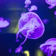 Ces 8 sorties incontournables du Finistère ce week-end vont vous faire oublier votre canapé