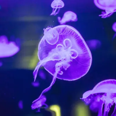 Brest : nos 5 idées sorties du week-end