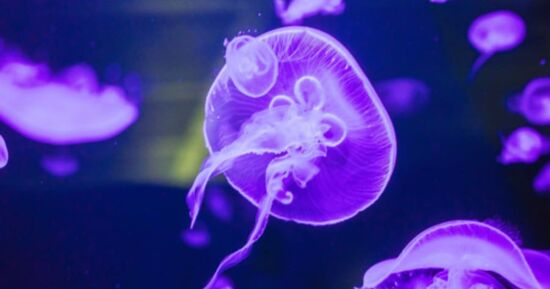 Sorties : que faire &agrave; Brest ce week-end ? (24-26 avril 2026)