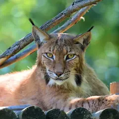 Billet pour le Wow Safari de Peaugres (07)