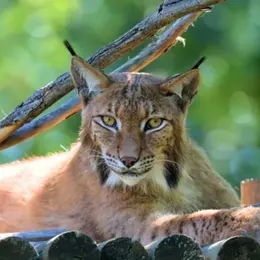 Billet pour le Wow Safari de Peaugres (07)
