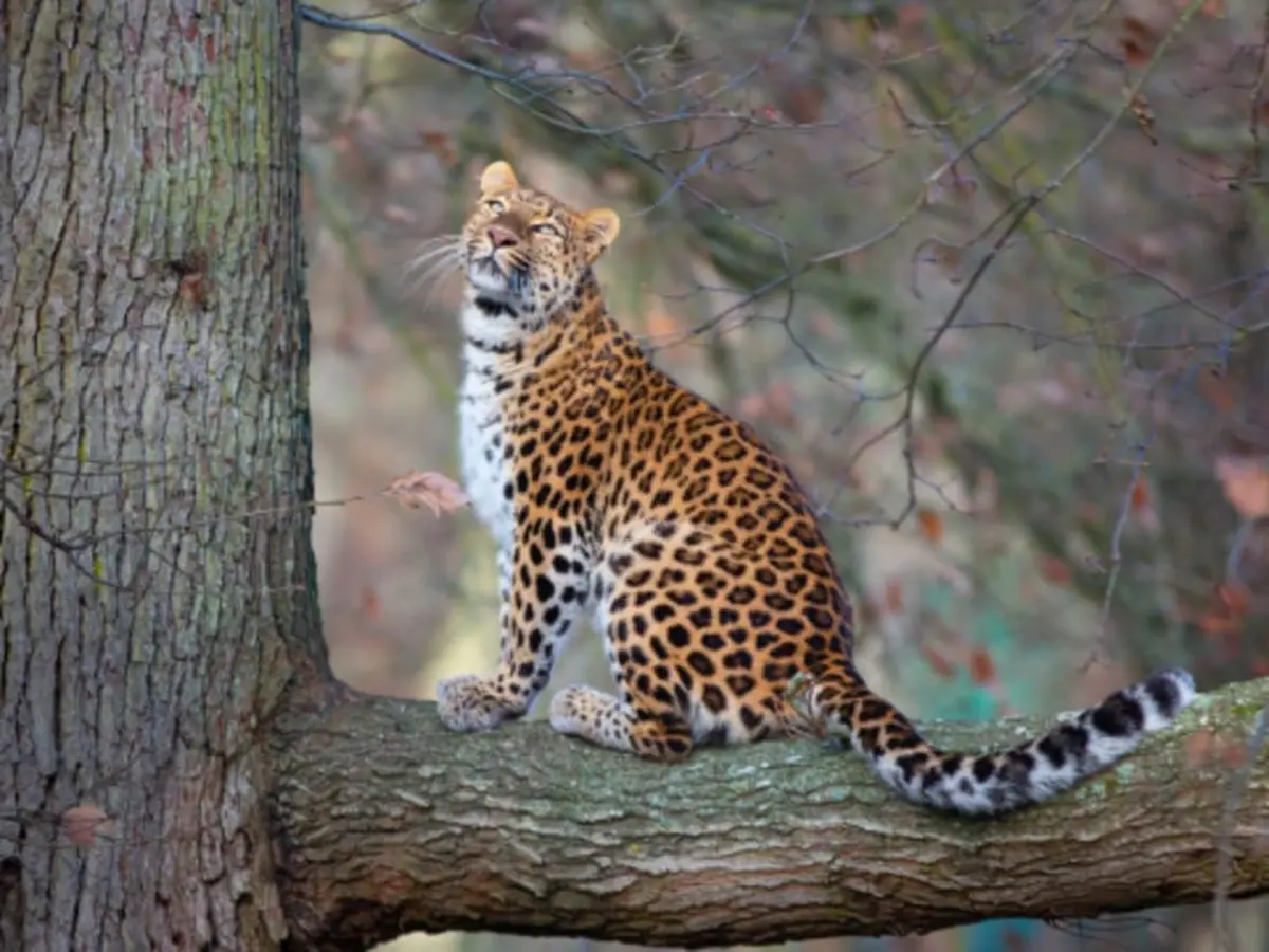 Billet pour le Wow Safari Thoiry (78)