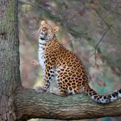 Billet pour le Wow Safari Thoiry (78)