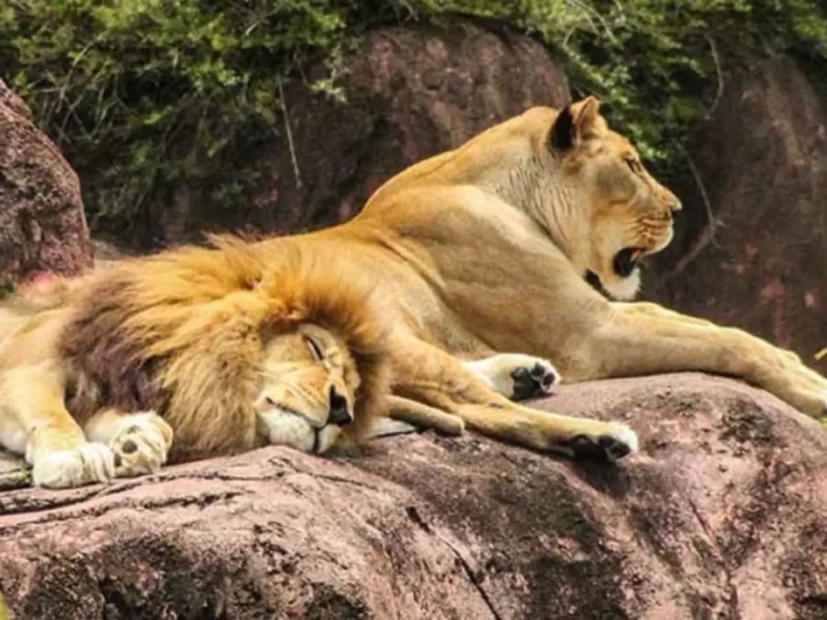 Billet pour le Zoa Parc  (83)