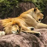 Billet pour le Zoa Parc  (83)