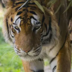 Billet pour le Zoo d'Amnéville (57)