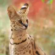 Billet pour le Zoo d'Upie (26)