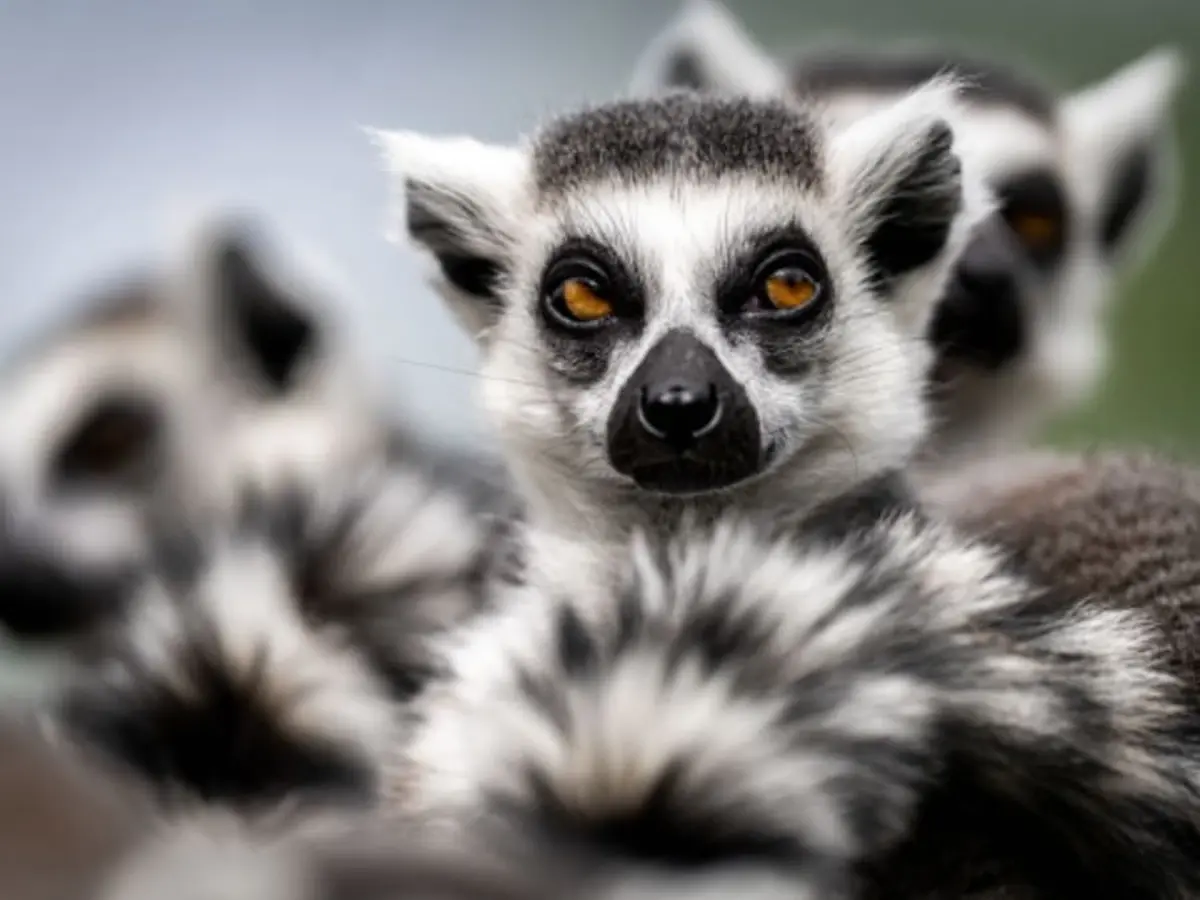 Billet pour le Zoo de Bordeaux Pessac