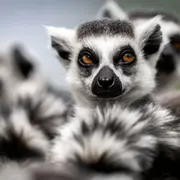 Billet pour le Zoo de Bordeaux Pessac