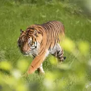 Billet pour le Zoo de Cerza (14)