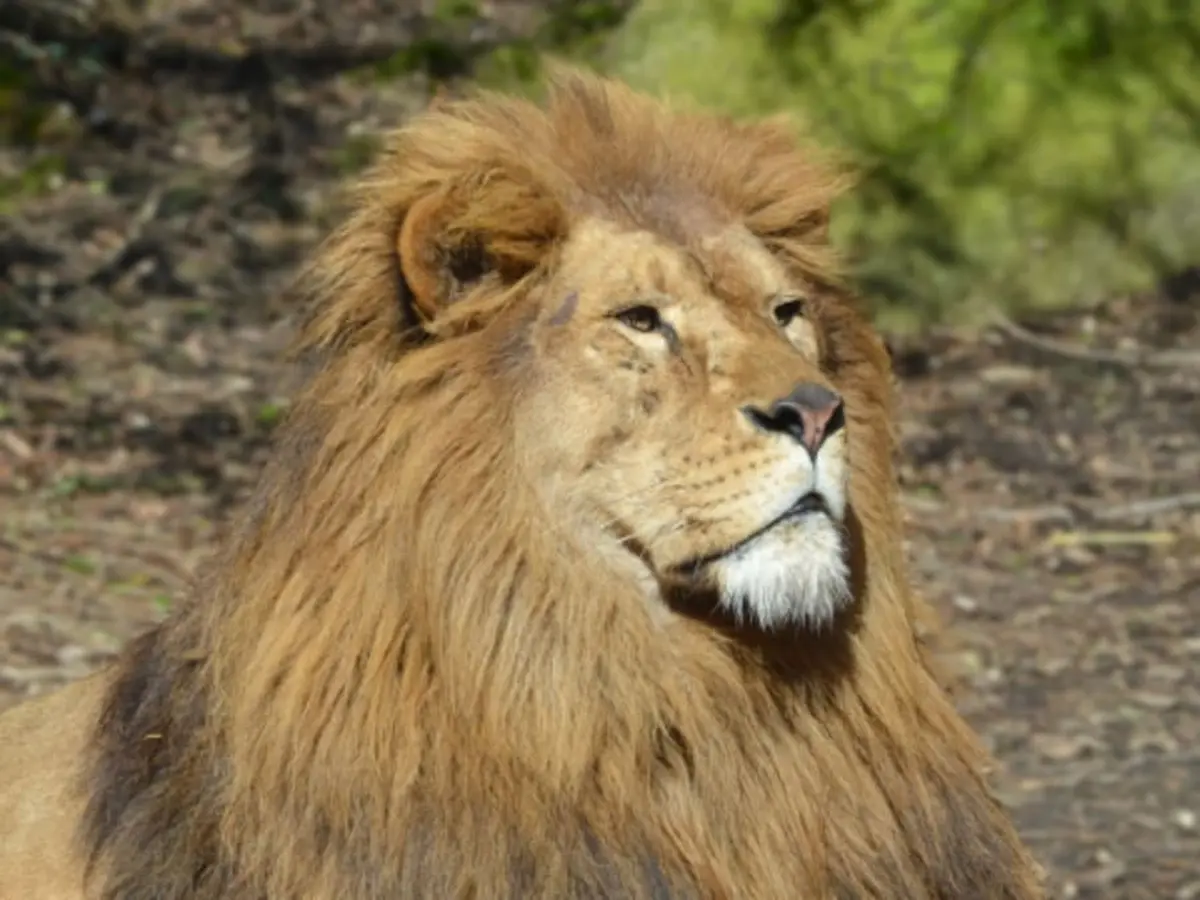 Billet pour le Zoo de Champrépus (50)