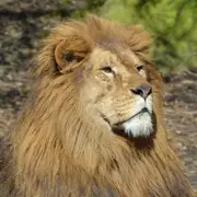 Billet pour le Zoo de Champrépus (50)