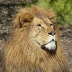 Billet pour le Zoo de Champrépus (50)