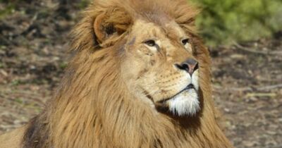 Billet pour le Zoo de Champr&eacute;pus (50)