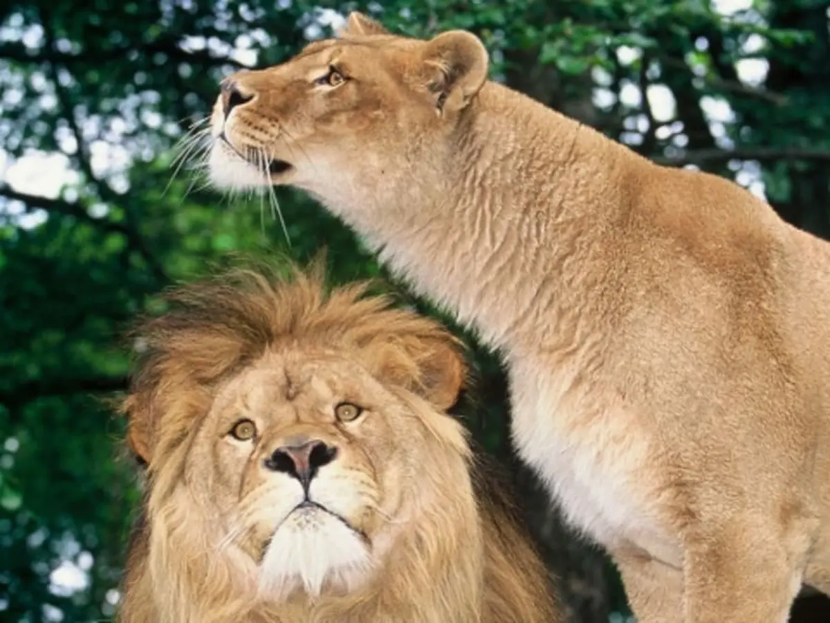 Billet pour le Zoo de Jurques (14)