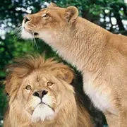 Billet pour le Zoo de Jurques (14)