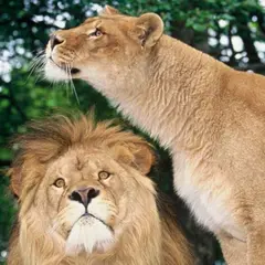 Billet pour le Zoo de Jurques (14)