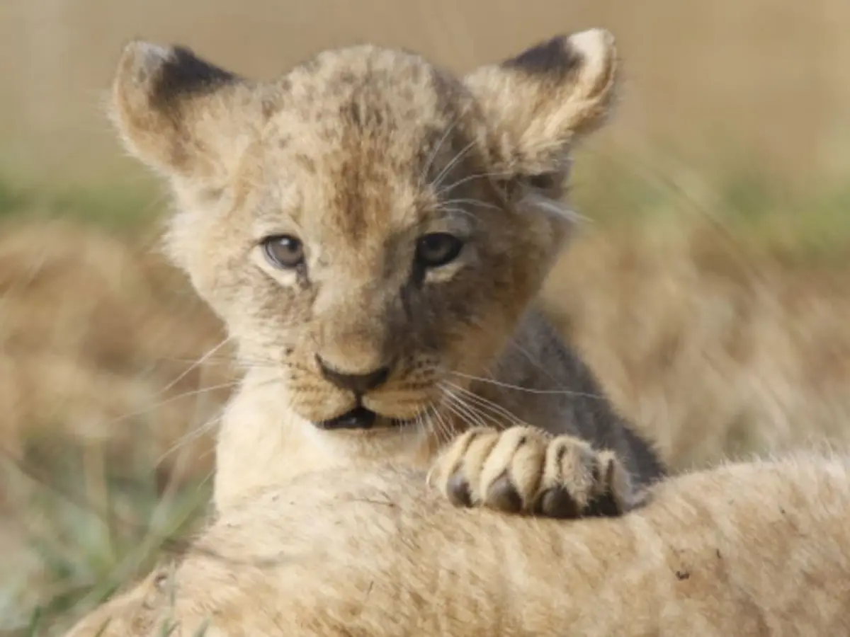 Billet pour le Zoo de La Boissière-du-Doré (44)