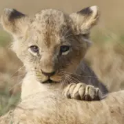Billet pour le Zoo de La Boissière-du-Doré (44)