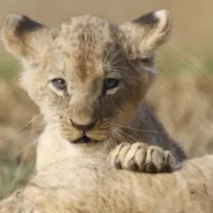 Billet pour le Zoo de La Boissière-du-Doré (44)