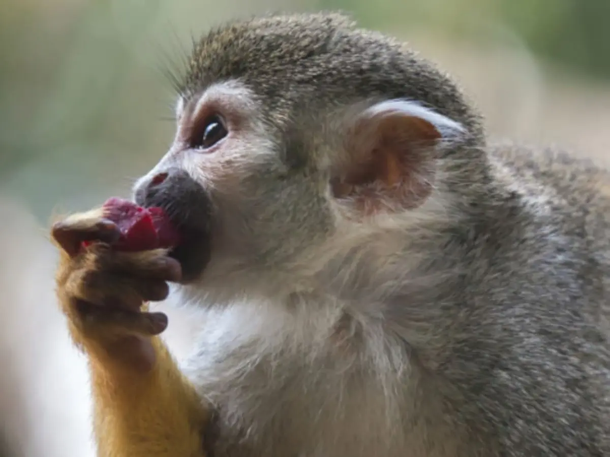 Billet pour le Zoo de Martinique (97)