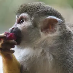 Billet pour le Zoo de Martinique (97)