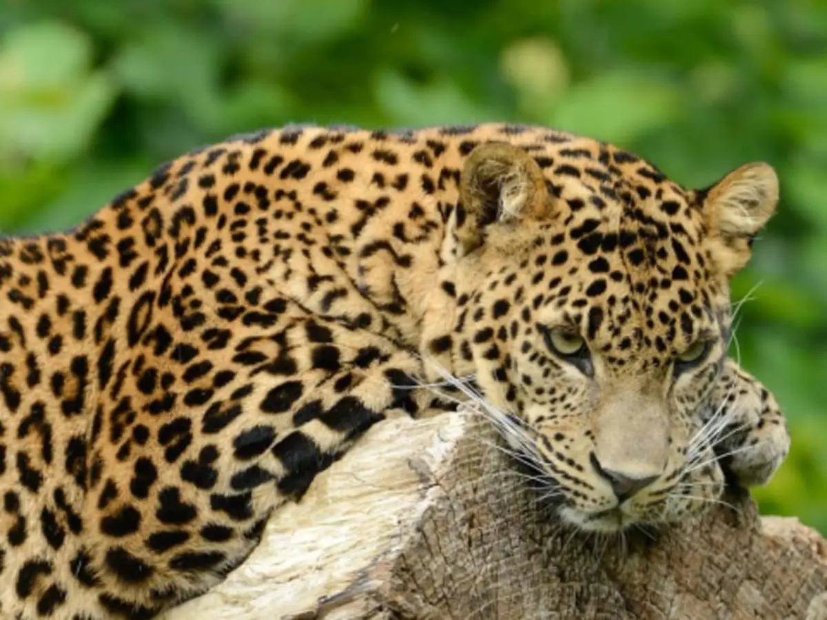 Billet pour le Zoo de Maubeuge (59)