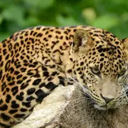 Billet pour le Zoo de Maubeuge (59)