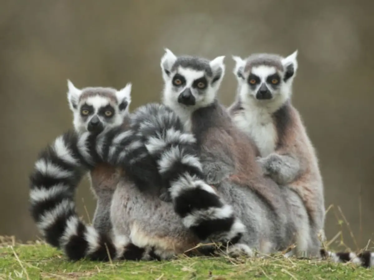 Billet pour le Zoo de Pescheray (72)