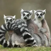 Billet pour le Zoo de Pescheray (72)