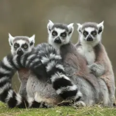 Billet pour le Zoo de Pescheray (72)