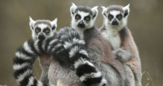 Billet pour le Zoo de Pescheray (72)