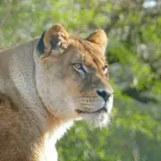 Billet pour le Zoo des Sables-d'Olonne (85)